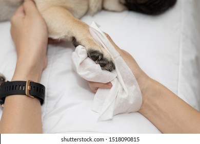 Close Up Woman Hand Clean And Wash Dog Paw Pug Breed For Cleanning Around Paw By Tissue,Dog Care Concept