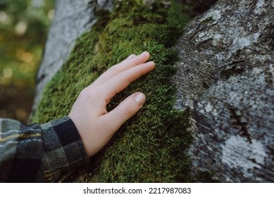 Close Up Of Woman Hand Gently Touch Tree Bark Covered In Green Lush Moss At Sunny Day. Saving Planet And Connection With Nature Concept. Forest Conservation, Saving Environment, Green Movement