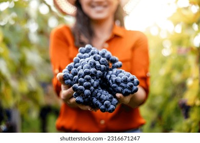 Close up of woman hand harvesting freshly bunch of purple grapes during farm tour. - Powered by Shutterstock