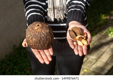 Close Up Of Woman Hand Holding Brazil Nuts Peeled, Shelled And Inside Coconut On Sunny Summer Day. Concept Of Health, Vitamins, Healthy Food, Sustainability, Nature And Biodiversity Of The Amazon.