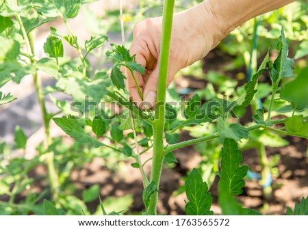 Close up of woman hand pinch off excessive shoot sucker that grow on tomato plant stem in greenhouse, so tomato plant gets more nutrition from soil to grow tomatoes.