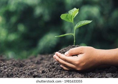 Close Up Woman Hand Planting Small Plant With Soil In The Garden. Plant The Tree In The Garden As Save World Concept. Use For Articles And Website