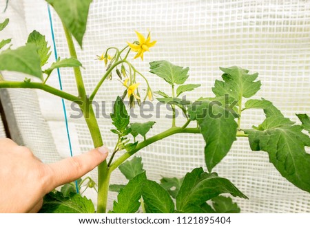 Close up of woman hand point out the excessive shoot that grow on tomato plant stem in greenhouse and pinch it off, so tomato plant gets more nutrition from soil to grow tomatoes.
