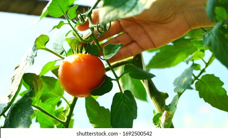 Close up of woman hand touching and analysing fresh, red, and ripe tomato growing in vegetable organic homemade plantation.