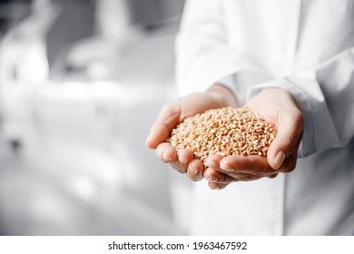 Close Up Of Woman Hands Holding Wheat Grains, Factory Engineer Quality Control In Mill Flour.