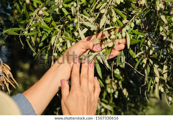 Close Woman Hands On Olive Tree Nature Food And Drink Stock Image
