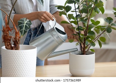 Close Up Of Woman Hold Pot Watering Green House Plant At Home Or Office, Housewife Take Care Of Domestic Flowers, Pour Liquid, Fertilize Enrich Dry Ground, Horticulture, Gardening Concept