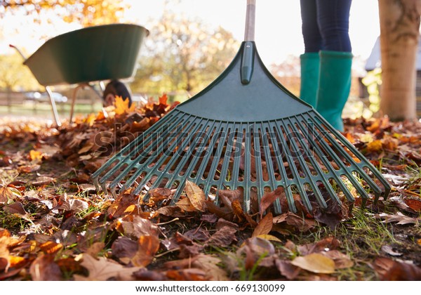 Close Up Of\
Woman Raking Autumn Leaves In\
Garden
