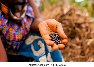 Close Up Of Woman In Traditional African Clothes Holding Black Beans While Working In Farm In The Contryside