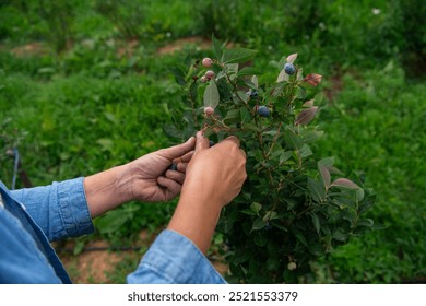 Close Up of a Womans Hand Gently Picking Fresh Blueberries in the Sunlit Garden - Powered by Shutterstock