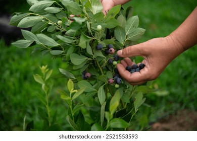 Close Up of a Womans Hand Gently Picking Fresh Blueberries in the Sunlit Garden - Powered by Shutterstock