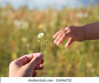 Close Up Of Womans Hand Giving Little White Flower To Child