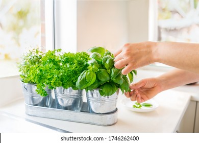 Close up woman's hand picking leaves of basil greenery. Home gardening on kitchen. Pots of herbs with basil, parsley and thyme. Home planting and food growing. Sustainable lifestyle, plant-based foods - Powered by Shutterstock