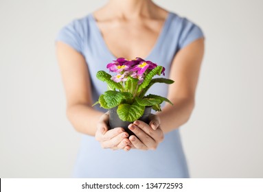 Close Up Of Woman's Hands Holding Flower In Pot