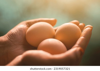 Close up of a woman's hands, holding organic produced eggs. holding raw eggs sunlight background. selective focus. - Powered by Shutterstock