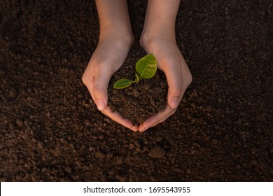 Close up Woman's hands holding a seedling to plant in the ground. The concept of growing plants in nature. - Shutterstock ID 1695543955