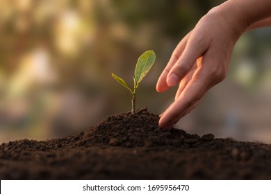 Close up Woman's hands planting seedlings the ground in clear morning  The concept growing plants in nature