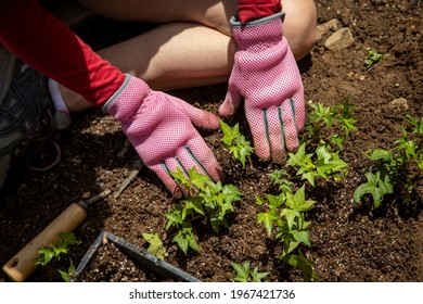 Close Up Of A Womans Hands Wearing Gloves Planting Ivy Ina Garden