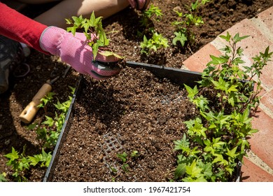 Close Up Of A Womans Hands Wearing Gloves Planting Ivy Ina Garden