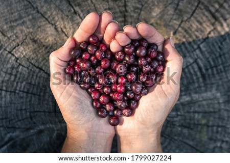 Similar – Image, Stock Photo bunch of fresh ripe red strawberries