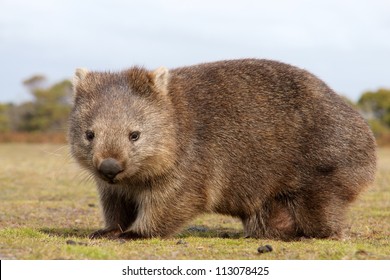 Wombat の画像 写真素材 ベクター画像 Shutterstock