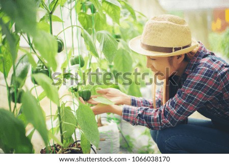 Close up women farmer  hand keeping chilli pepper plant in the garden.