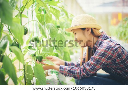 Close up women farmer  hand keeping chilli pepper plant in the garden.
