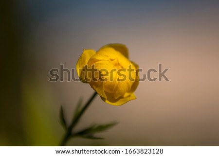 Similar – Poppy blossom from a frog’s perspective