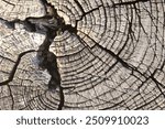 Up Close Wood Grooves on a Large Cut Tree Stump Background Image