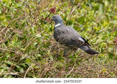 A Close Up Of A Wood Pigeon Foraging For Food In The Under Growth Of Padstow Harbour