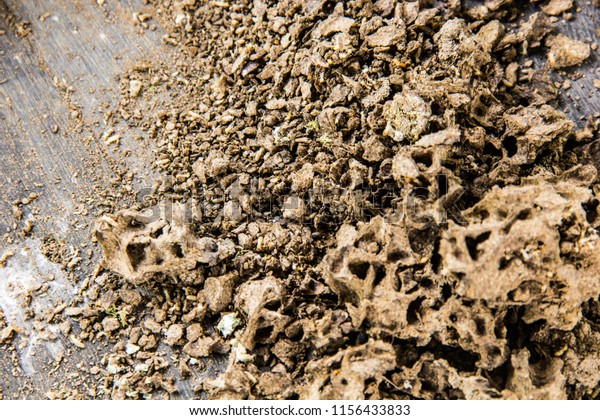 Close up of wooden and soil texture background with\
termite holes a lot of termites walk to flee from being stung,\
Termite nest.