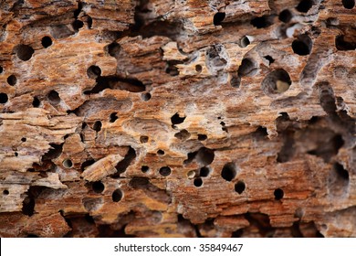 Close up of wooden texture background with termite holes