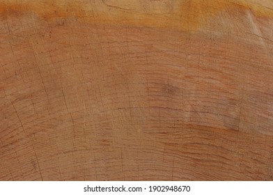  close up of wooden texture of cut tree trunk 