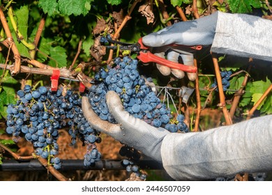 Close up of worker's hands cutting red grapes from vines during wine harvest. Grapes ready for harvest. Agriculture grapes farm - Powered by Shutterstock