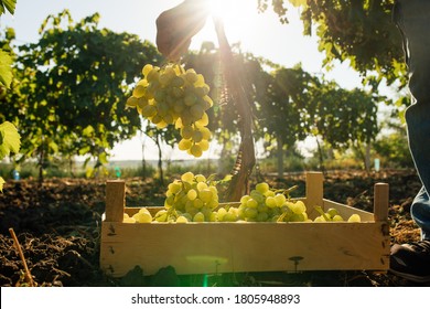 Close Up Of Worker's Hands Cutting White Grapes From Vines During Wine Harvest In Italian Vineyard. Picking The Sweet White Grape Bunches - Family Business, Tradition Concept