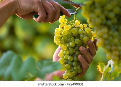 Close up of Worker's Hands Cutting White Grapes from vines during wine harvest in Italian Vineyard. 