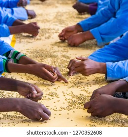 Close Up Of Workers Hands Picking Beans Off A Production Line In A Coffee Bean Factory