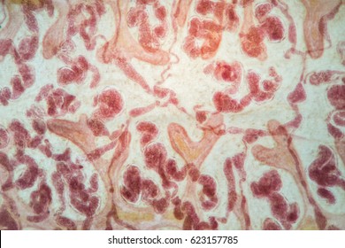 Close up worm with microscope