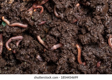  Close Up Of Worms On The Ground