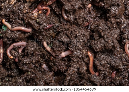  close up of worms on the ground
