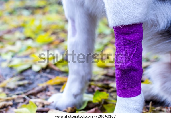 Close Wrapping Dogs Leg Bandage Intravenous Stock Photo Edit Now 728640187