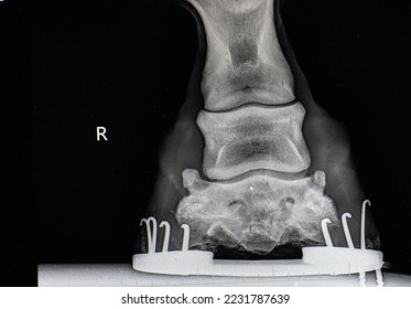 close up x-ray of horses lower front leg showing horse show and nails as well as hoof foot ankle and other lower equine leg bones x-ray taken by veterinarian to diagnose foot ir leg lameness issue  - Shutterstock ID 2231787639