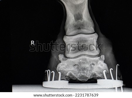 close up x-ray of horses lower front leg showing horse show and nails as well as hoof foot ankle and other lower equine leg bones x-ray taken by veterinarian to diagnose foot ir leg lameness issue 