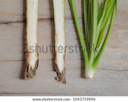Close up xylem and phloem inside of Dracaena Loureiri Gagnep Tree Plant