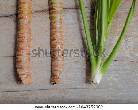Close up xylem and phloem inside of Dracaena Loureiri Gagnep Tree Plant