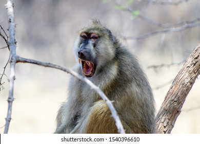 close up of a yawning baboon