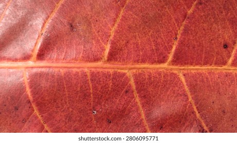 Close up of a yellow aging leaf surface with distinct dark red spots and veins.