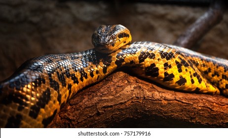 Close Up Yellow Anaconda