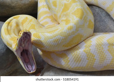 a close up of a yellow anaconda with wide open mouth