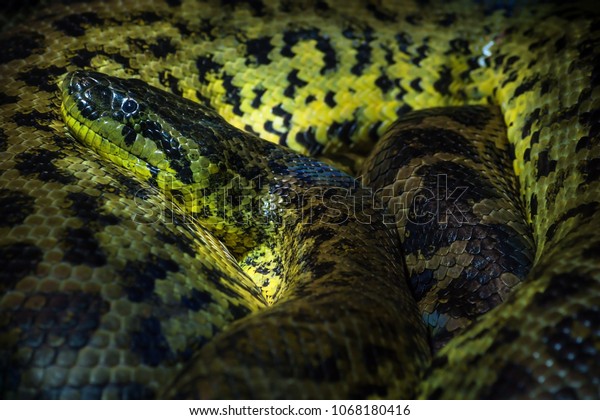 Close Yellow Ananaconda Rolled Museum Haus Stock Photo Edit Now